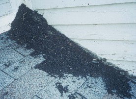 bat guano on roof