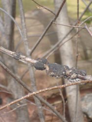 Black knot disease on a branch 