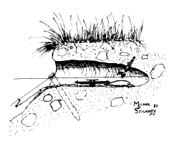 Figure 5. The pocket set is effective for mink. Bait or lure is placed in the back of the hole above the water level. (Note: the stake is set off to one side and its top should be driven below the water line).