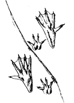 Figure 3. Nutria tracks. Note unwebbed outer toe on the hind foot and the tail drag mark between the tracks. The adult hind foot is approximately 5 inches (12.7 cm) long.