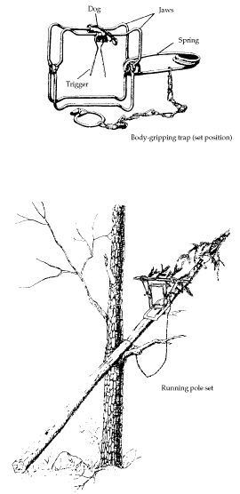 Figure 6. Body-gripping trap and running pole set.