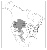 Figure 4b. Range of the northern pocket gopher (Thomomys talpoides) (dark) and yellow-faced pocket gopher (Pappogeomys castanops) (light) in North America.