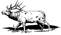 Rocky Mountain elk, Cervus elaphus nelsoni