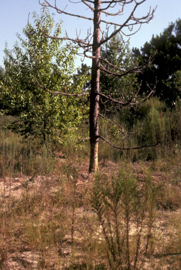 Picture of a pine tree with its base completely bare of bark.